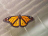 butterflyranch.jpg