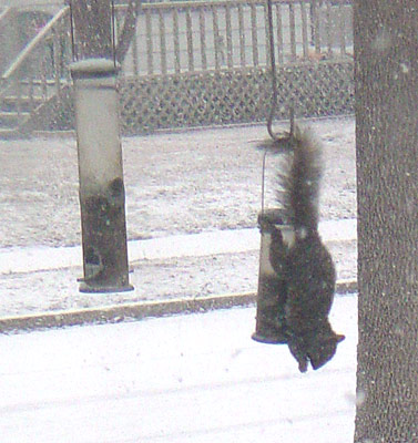 squirrelfeeder.jpg
