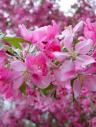 050603blossoms2.jpg