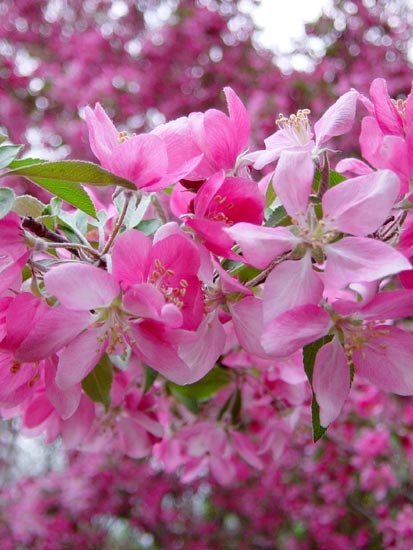 050603blossoms2.jpg