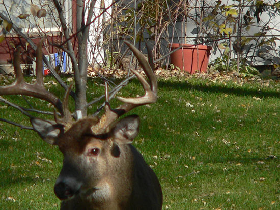 backyardbuck2.jpg