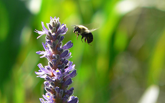 beemidfightflower.jpg
