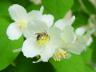 beewhiteflower.jpg