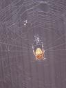 bigspiderinweb.jpg