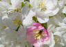 blossombee.jpg