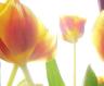 brighttulips.jpg