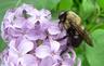 bumblebee0405.jpg