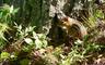chipmunktreetrunk.jpg