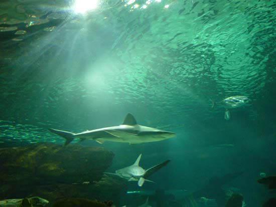 coolsharks.jpg