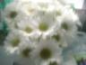 diffusedaisies.jpg