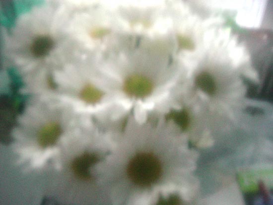 diffusedaisies.jpg