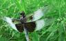 dragonfly.jpg