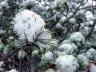 febsnowtree.jpg