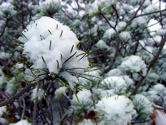 febsnowtree.jpg