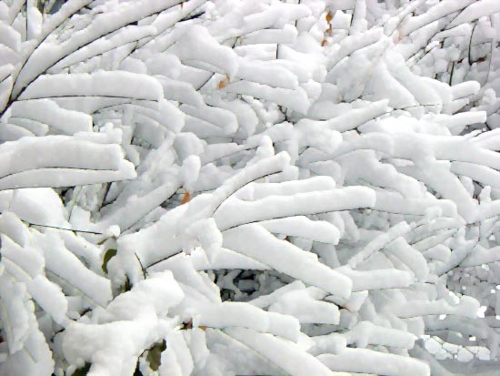 febsnowtwigs.jpg