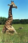 giraffe_zebra.jpg