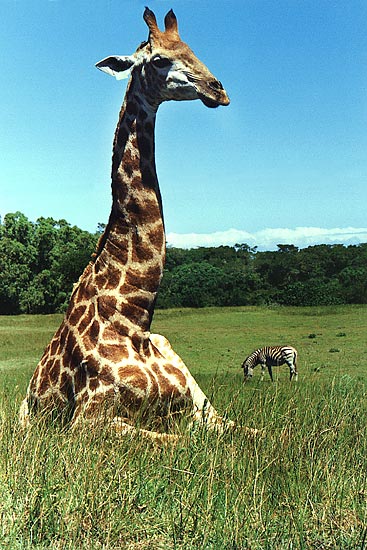 giraffe_zebra.jpg