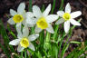 jwdaffodils.jpg
