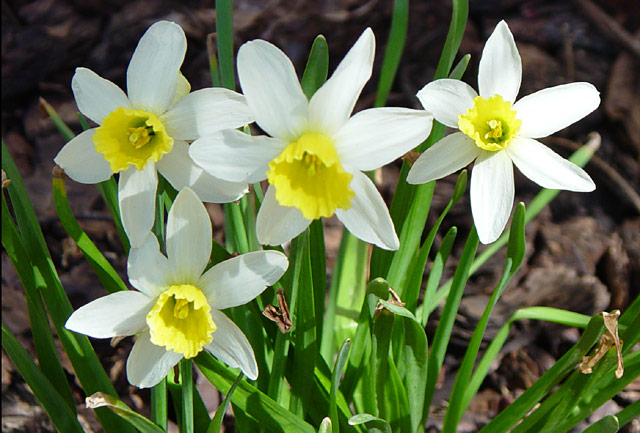 jwdaffodils.jpg