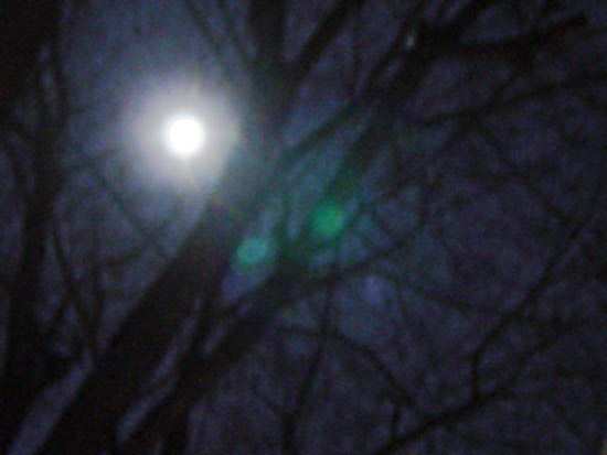 moonbranches1.jpg
