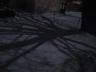 moontreeshadows.jpg