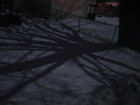 moontreeshadows.jpg
