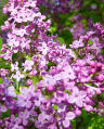 mylilacs.jpg