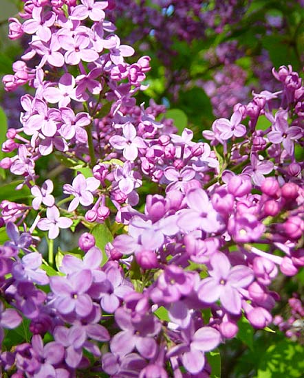 mylilacs.jpg