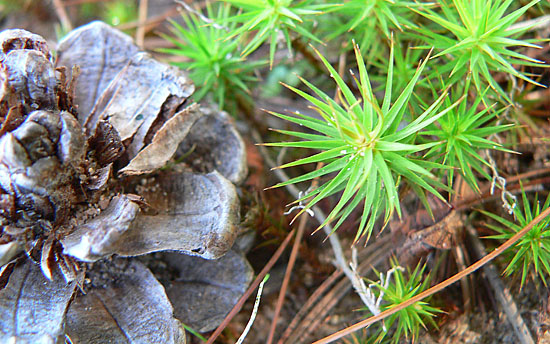 pineflowersmacro.jpg