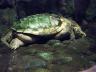 scaryturtle.jpg