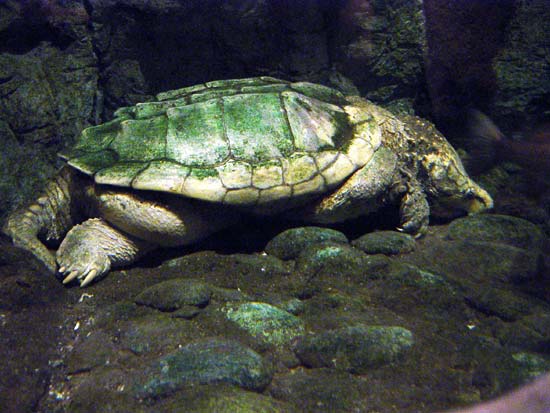 scaryturtle.jpg