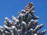 snowytreetop.jpg