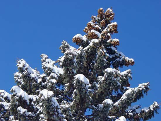 snowytreetop.jpg