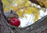 squirrelapple.jpg