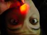 translucentnose.jpg