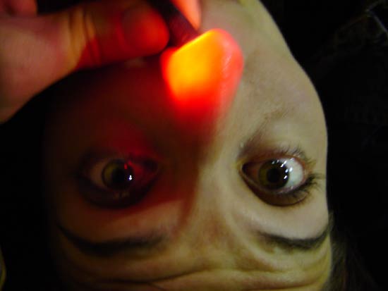 translucentnose.jpg