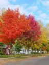 tricolortrees03.jpg