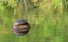 turtlegreenwater.jpg