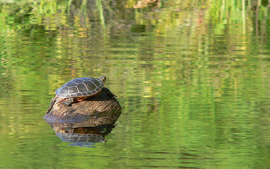 turtlegreenwater.jpg