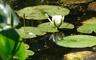waterlilly.jpg