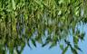 waterweeds.jpg