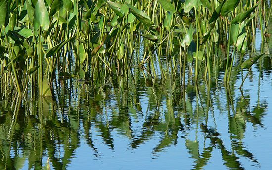 waterweeds.jpg