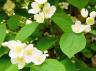 whtblossoms1.jpg