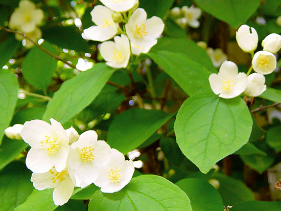 whtblossoms1.jpg