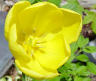 yelotulip.jpg