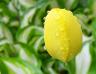 yelotulipdrops2.jpg