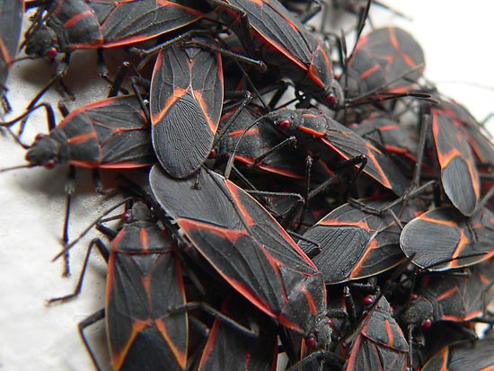 boxelderbugs