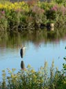 citypondwildlife