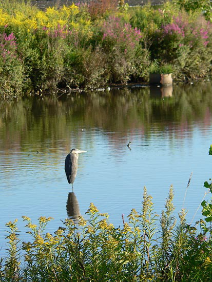 citypondwildlife