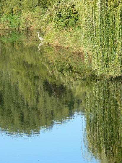 egretcitypondwillow